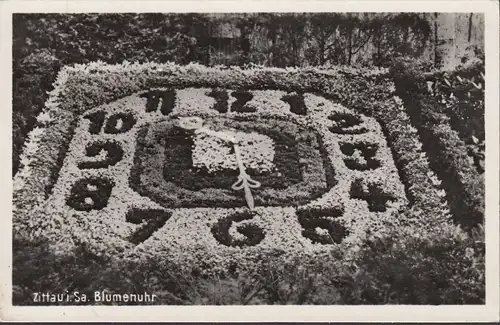 Zittaou, montre florale, incurvée