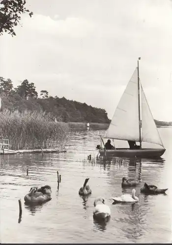 Reichenbach, Segelboot und Schwäne, gelaufen