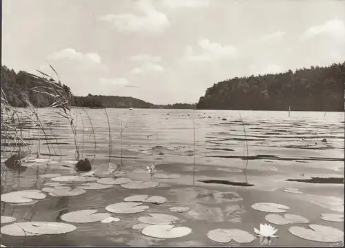 Menz, Seerosen im See, gelaufen