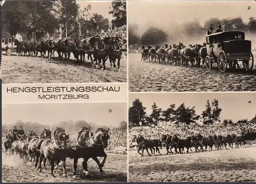 Moritzburg, Hengstleistungsschau, gelaufen 1973