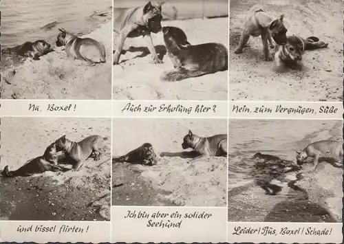 Wangerooge, Seltsame Begegnung am Strand, Hund und Robbe, ungelaufen