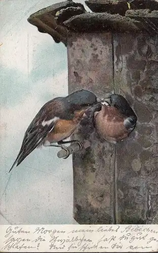 Fütternde Vögel am Vogelhäuschen, gelaufen 1905