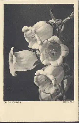 Glockenblumen, Dr. Defner, gelaufen 1935