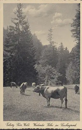 Tabarz, Weidende Kühe im Lauschagrund, ungelaufen