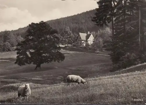 Friedrichroda, Au chalet forestier, moutons, incurvé
