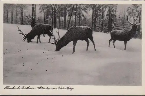 Tambach-Dietharz, cerfs du Nessselberg, incurvé