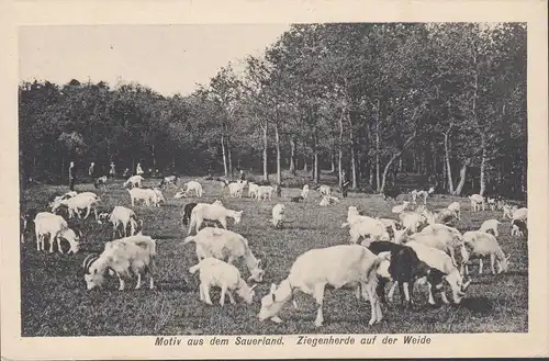 Motiv aus dem Sauerland, Ziegenherde auf der Weide, ungelaufen