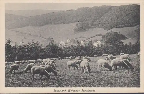Sauerland, herbage des moutons, incurvé