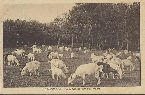 Sauerland, troupeau de chèvres dans les pâturages, incurvé