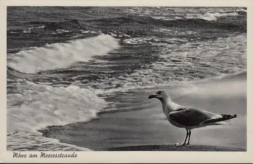 Nordseebad Langeoog, Möwe am Meerestrande, ungelaufen