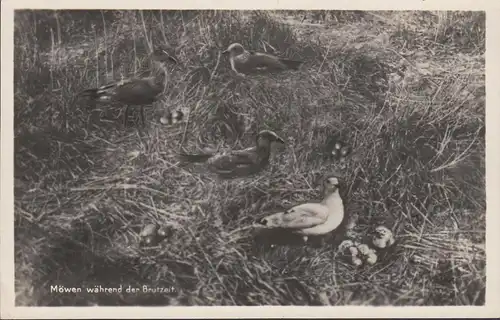 Nordseebad Langeoog, Vogelkolonie, Möwen während der Brutzeit, ungelaufen