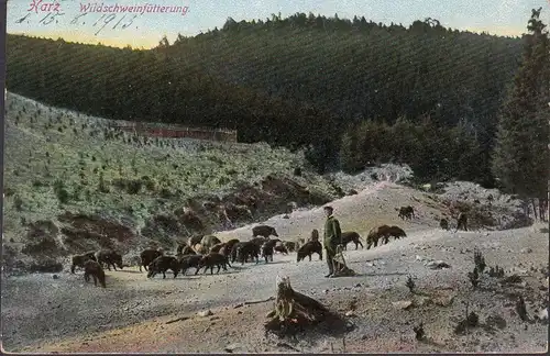 Ode de Werniger, résine, alimentation de sanglier, couru 1913