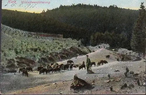 Wernigerode, Harz, Wildschweinfütterung, gelaufen 1913