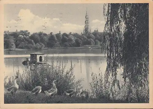 Zwickau, Partie am Schwanenteich mit Dom und Gänsen, gelaufen 1940