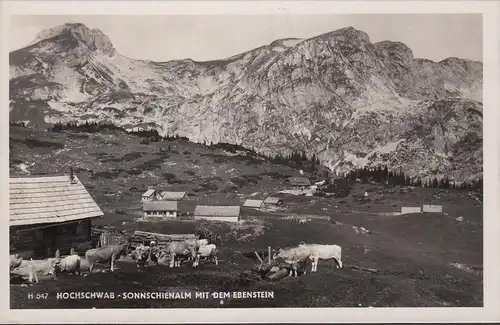 AK Steiermark, Hochschwab, Sonnschienalm, Häuser, Kühe, Feldpost, gelaufen 1941