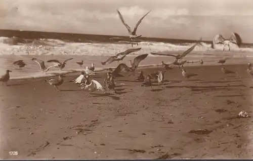 AK Prerow, mouettes sur la plage, couru 1929