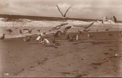 AK Prerow, mouettes sur la plage, couru 1929