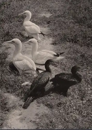 AK Rostock, Zoologischer Garten, Baßtölpel und Kormorane, gelaufen 1964