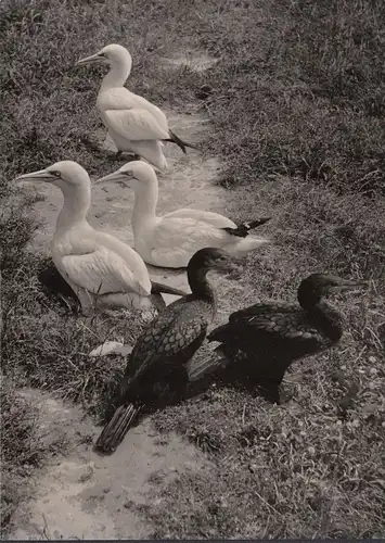 AK Rostock, jardin zoologique, huile de basse et cormorane, couru en 1964