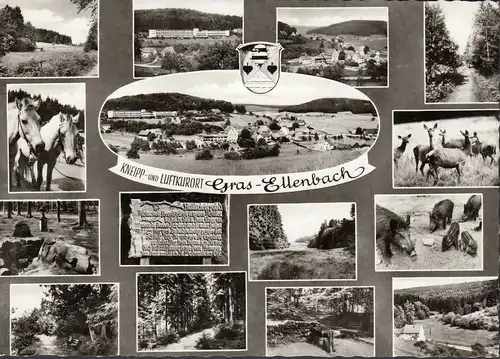 AK Gras-Ellenbach, Stadtansichten, Wildtiere, Pferde, gelaufen 1968
