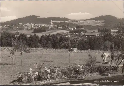 AK Untergriesheim, Stadtansicht, Kirche, Kühe, ungelaufen