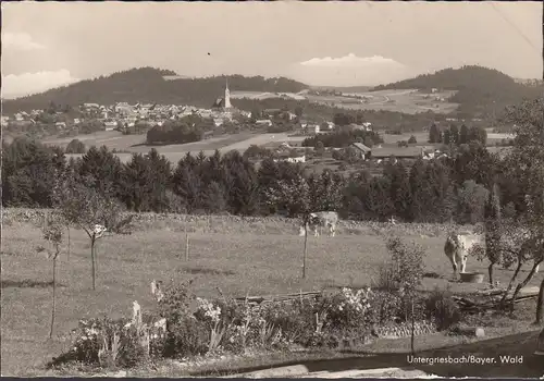 AK Untergriesheim, vue sur la ville, église, vaches, incursion