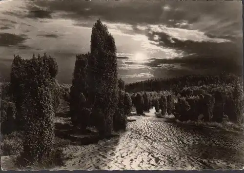 AK Lüneburger Heide près de Lundeschlicht, Hotel Hof Sudermühlen, couru