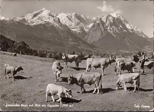 AK Garmische Weide und Zugspitze, Kühe und Kuhhirte, gelaufen 1963