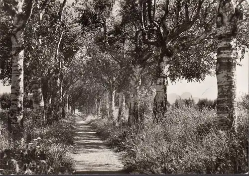 AK Bad Aibling, Birken-Allee, gelaufen 1969