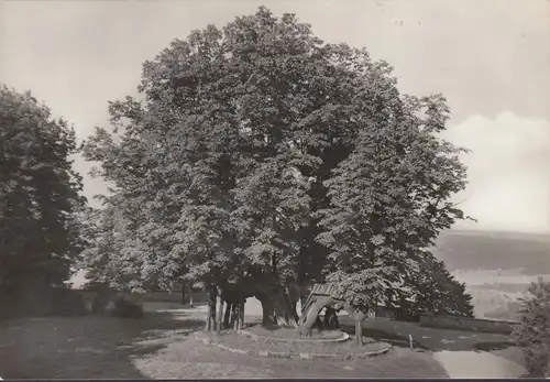 AK Augustusburg, Alte Linde, ungelaufen