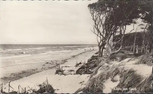 AK Darß, Küste, Strand, gelaufen 1967