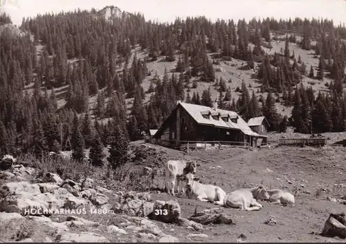 AK Hochkar, Hochkarhaus, Kühe, ungelaufen-datiert 1967