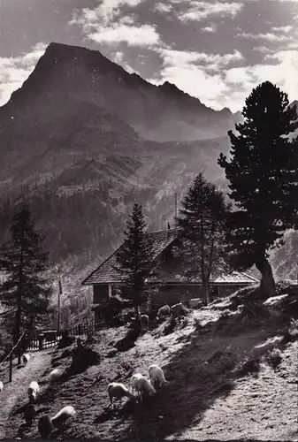 AK Lienz, Kerschbaueralm Schutzhaus, Schafe, ungelaufen