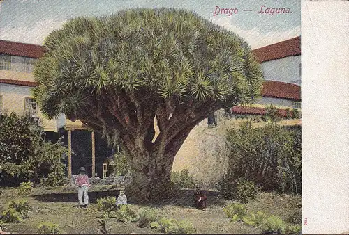 La Laguna, Drago, Section Espagnole, Flor de Tenerife