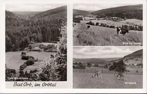 Bad Orb dans la vallée d'Orb, Cafe Waldfriede, Orbeal, Wildpark, couru 1961