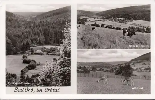 Bad Orb im Orbtal, Cafe Waldfriede, Orbtal, Wildpark, gelaufen 1961