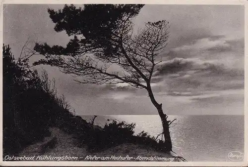 AK Kühlungsborn, Kiefer am Hochufer, Abendstimmung, gelaufen 1950