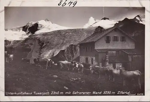 AK Hintertux, Tuxerjochhaus mit Gefrorener Wand, Kühe, ungelaufen