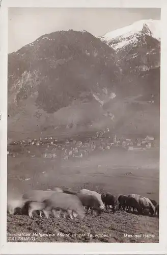 AK Bad Hofgastein an der Tauernbahn, weidende Schafe, ungelaufen