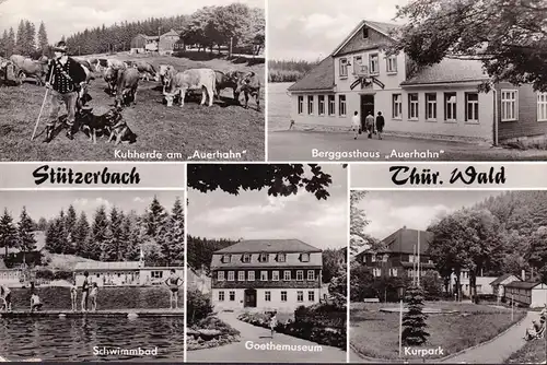 AK Stützerbach, Kuhherde, Bergasthof, Schwimmbad, gelaufen