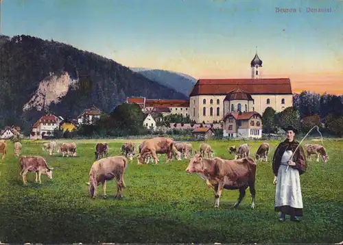AK Beuron, Klosterkirche, Kühe, gelaufen