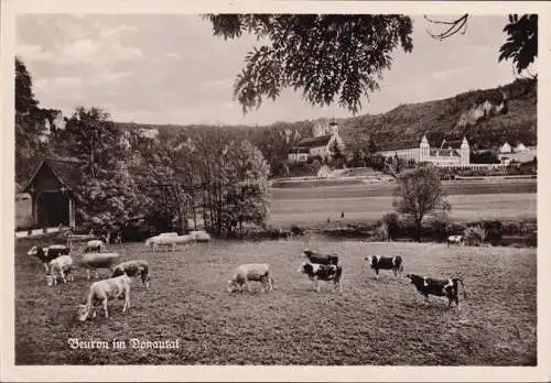 AK Beuron, Erzabtei, Kloster, Kühe, ungelaufen