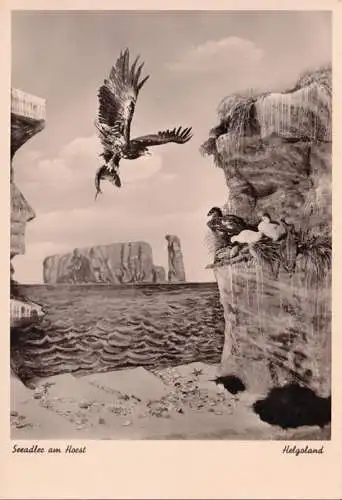 AK Murrhardt, Carl Schweizer Museum, Seeadler am Horst bei Helgoland, ungelaufen