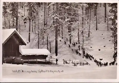 AK Bayrischzell, Wildtierfütterung beim Zipflwirt im Winter, Bahnpost, gelaufen 1955