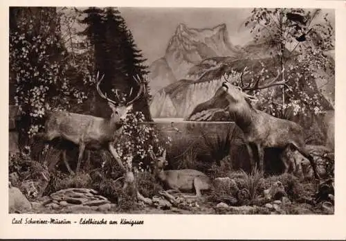 AK Murrhardt, Carl Schweizer Museum, Edelhirsche am Königssee, ungelaufen