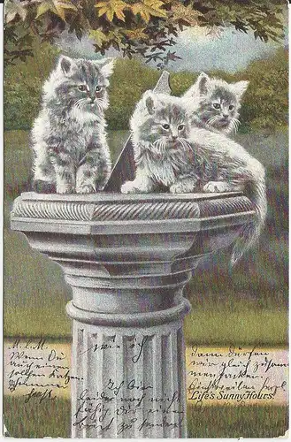 Katzen auf Gartensäule, 1905 gebr. Tier AK