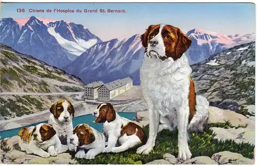 Schweiz, Chiens de l`Hospice du Grand St. Bernard, Bernhardiner Hunde Farb-AK