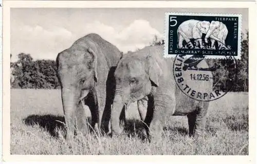 DDR 1956, Maximumkarte 5 Pf. Elefanten m. Stpl. Berlin Friedrichsfelde Tierpark