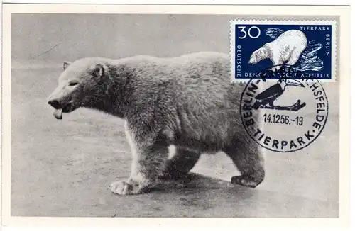 DDR 1956, Maximumkarte 30 Pf. Eisbär m. Stpl. Berlin Friedrichsfelde Tierpark