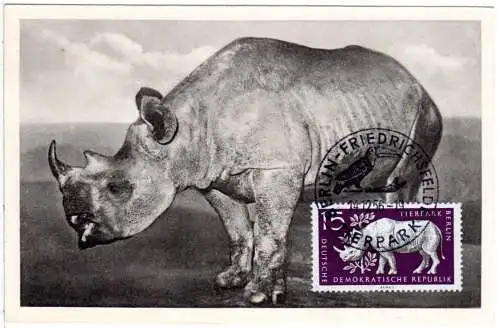 DDR 1956, Maximumkarte 15 Pf. Nashorn m. Stpl. Berlin Friedrichsfelde Tierpark